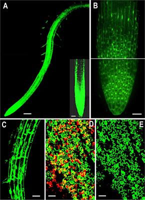 Overexpression of the NMig1 Gene Encoding a NudC Domain Protein Enhances Root Growth and Abiotic Stress Tolerance in Arabidopsis thaliana